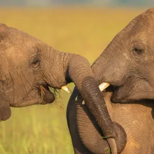 باحثون: الفيلة تتبادل "التحية" فيما بينها عبر هذه الإشارات!