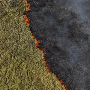 بالصور: تماسيح وثعابين محترقة.. مشاهد قاسية من حرائق الغابات في البرازيل
