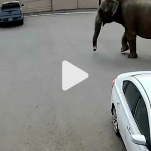 عبر "𝕏": كاميرات مراقبة ترصد فيل سيرك هارب يتجول في الشوارع.. شاهد ما حدث