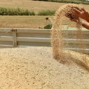مستوردو الحبوب المغاربة يلوحون بزيادات في الأسعار تتجاوز 10 بالمائة