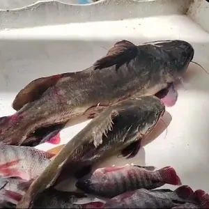 السمك أشكال وأنواع .. إقبال كبير على شراء الأسماك بالإسماعيلية فى شم النسيم