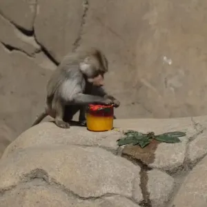 شاهد: بسبب قيظ الصيف.. حديقة حيوانات بمكسيكو سيتي تقدم أطعمة مثلجة للأسود والقردة