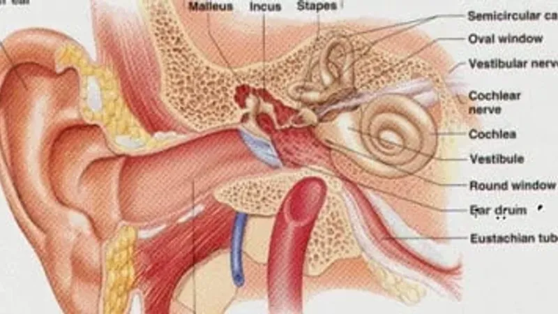 لماذا تزداد حالات الإصابة بالتهاب الأذن الوسطى بعد التعافي من كورونا
