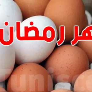 تونس: توصيات وزير الفلاحة بخصوص مخزون البيض