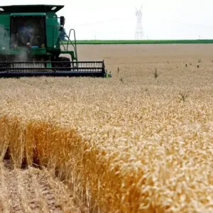 بلديات متضررة بنسبة 80 بالمائة الموسم الفارط تحتل الصدارة في إنتاج الحبوب بقسنطينة