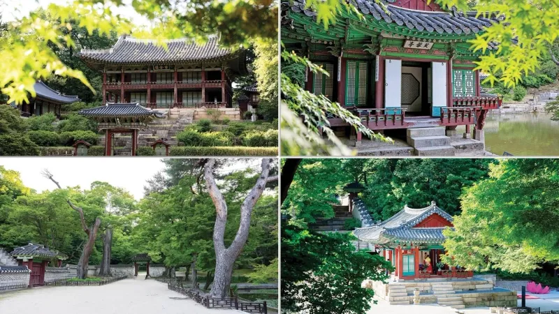 «تشانغدوك».. تاريخ كوريا «الأخضر»