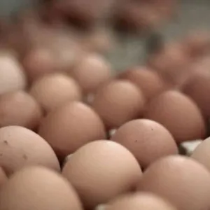 المرصد الوطني للفلاحة: انخفاض اسعار الدجاج والبيض
