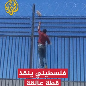 فلسطيني ينقذ قطة عالقة في السياج الفاصل بين غزة ومصر #حرب_غزة