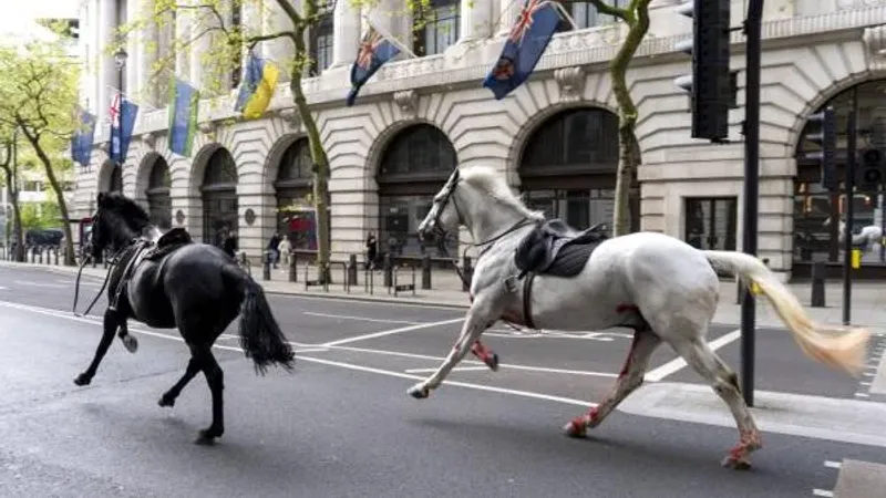 فيديو | خيول هاربة من معسكر للجيش تحدث بلبلة وسط لندن وتتسبب بإصابات