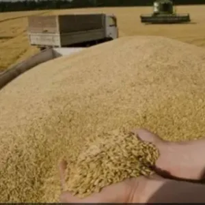 أوكرانيا: تصدير 46.7 مليون طن من الحبوب والمحاصيل البقولية في أقل من عام
