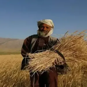 أفغانستان تُنتج 4.3 مليون طن من القمح في 2023
