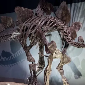 أكبر هيكل لديناصور "ستيغوصور" يعرض في مزاد علني!