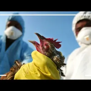 وفاة أول إصابة بمتحور أنفلونزا الطيور.. وقلق من الصحة العالمية تجاه إنتشار المتحور بدول أخرى