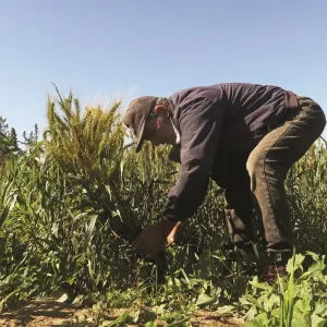 تغير المناخ يهدد الإنتاج الزراعي في تونس