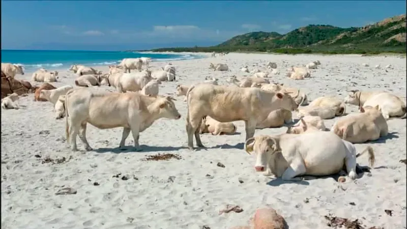 أشبه بالحلم..أبقار بيضاء اللون تغزو هذا الشاطئ البكر في إيطاليا