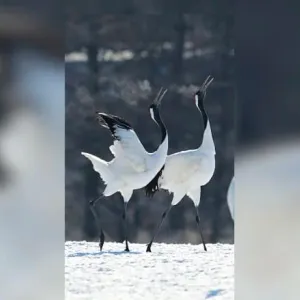 خفة لا تُصدّق.. مصور يوثق رقصة تزاوج آسرة بين طائرين في اليابان