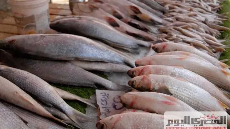 أسعار السمك اليوم الأحد 28 إبريل 2024 بعد المقاطعة وإطلاق مبادرة «خليها تعفن»