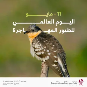 وزارة البيئة والتغير المناخي: يتم الاحتفال سنويًا باليوم العالمي للطيور المهاجرة، بهدف التوعية بأهمية هذه الهجرة للنظام البيئي، وللتأكيد على أن تواجده...
