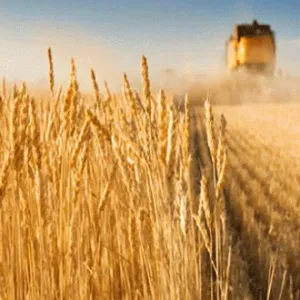 باجة: تقدم موسم حصاد الحبوب بنسبة 30 بالمائة وتوقع وصول الصابة الى 2,6 مليون قنطار