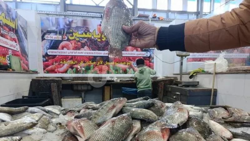 تراجع أسعار السمك والجمبري في الأسواق اليوم