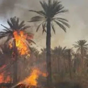 حريق كبير يلتهم 300 نخلة في محافظة الوادي الجديد المصرية