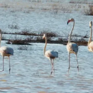 290 نوعًا من الطيور المهاجرة والمقيمة مسجلة بمحمية الملك سلمان