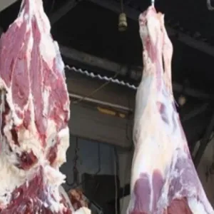 أسعار اللحوم البلدي في محلات الجزارة اليوم.. متوسط الضأن بـ380 جنيها