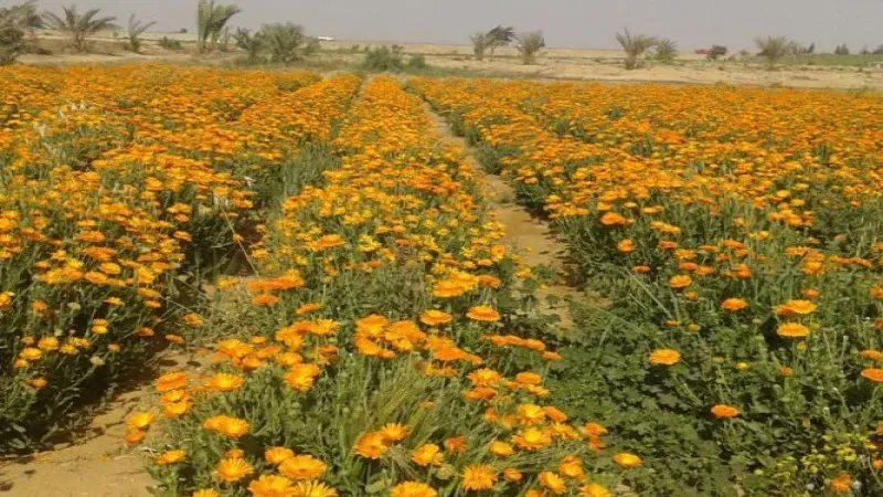 الزراعة العراقية تباشر بزراعة النباتات الطبية والعطرية