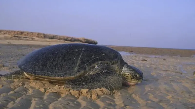 إعادة تأهيل مناطق تعشيش السلاحف في عدد من المحميات السعودية