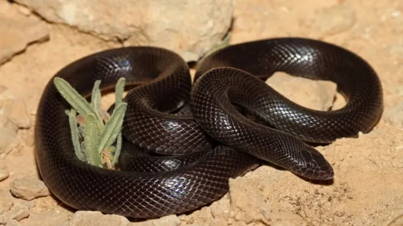 مختص بيئي: ثعابين الصل الأسود ظهرت 15 مرة بمزارع شمال الرياض هذا العام