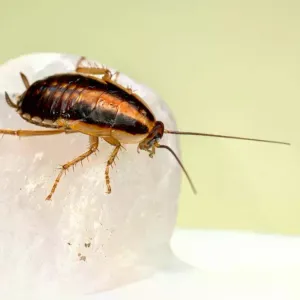 مناعة ضد المبيدات.. ما علاقة انتشار الصراصير المتحورة في إسبانيا بتغير المناخ؟ https://arabic.euronews.com/green/2024/04/19/climate-change-cockroach-i...