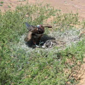 محمية الملك سلمان بن عبدالعزيز الملكية تحتضن 310 من أكبر أنواع النسور