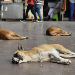 مشروع قانون في تركيا لجمع ملايين الكلاب الضالة من الشوارع