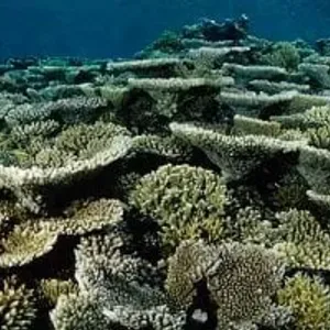تحذير من تراجع الشعاب المرجانية بسبب تحمض المحيطات