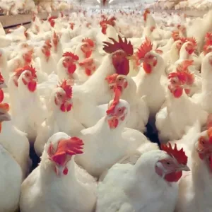 إحصائية اقتصادية: العراقيون يستهلكون سنويا نصف مليار "دجاجة"
