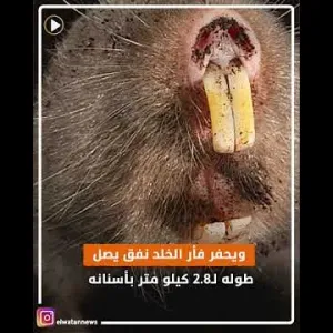 بيحفر 3 كيلو بأسنانه.. حقائق لا تعرفها عن فأر الخلد أبشع حيوان في العالم