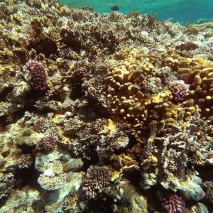 بعد غرق «روبيمار».. الشعاب المرجانية في البحر الأحمر معرضة للخطر