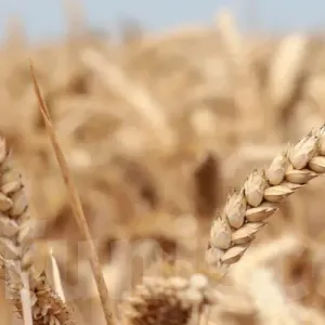 تراجع توقعات الإنتاج العالمي من الحبوب مقابل ارتفاع في الاستهلاك العالمي