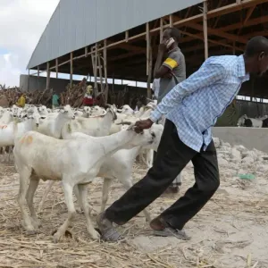 وفرة الماشية في الصومال لا تحد من سعر الأضحية