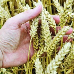 ارتفاع درجات الحرارة يهدد إنتاج القمح