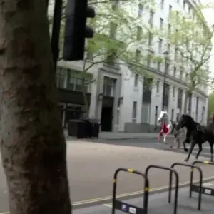 خيول فارّة من معسكر للجيش البريطاني تسبب فوضى وإصابات في وسط لندن