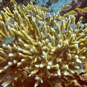 دراسة تظهر تباطؤا في نمو الشعاب المرجانية بالبحر الأحمر