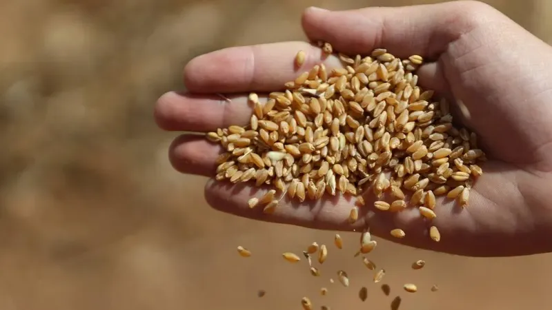 واردات القمح المصرية ترتفع بنحو 21% في الربع الأول 2024