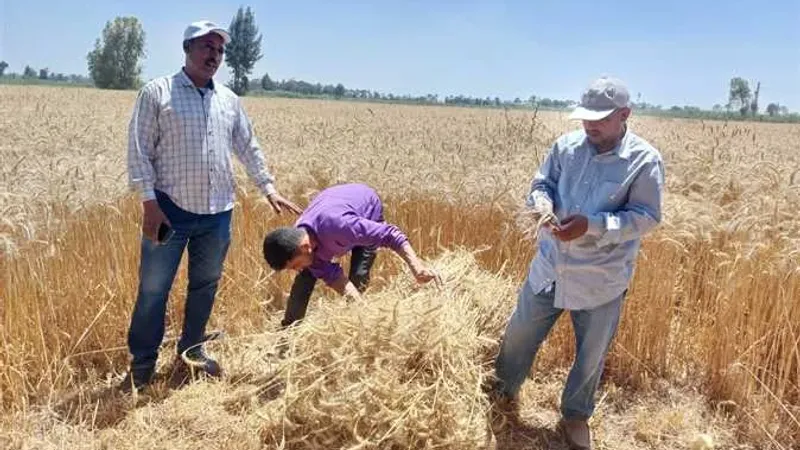 «زراعة الإسكندرية»: ذروة حصاد القمح الأسبوع المقبل.. وإنتاجية الفدان تصل لـ18 أردبًا هذا العام