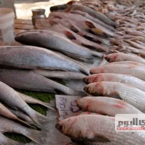 أسعار السمك اليوم الأحد 28 إبريل 2024 بعد المقاطعة وإطلاق مبادرة «خليها تعفن»