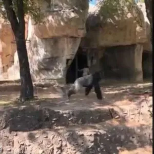 غوريلا تهاجم حارستين بحديقة حيوان أمريكية.. سببت ذعر بين الزوار (فيديو)