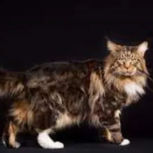 أكبر 7 قطط برية في العالم.. منها الصعلوك والسافانا
