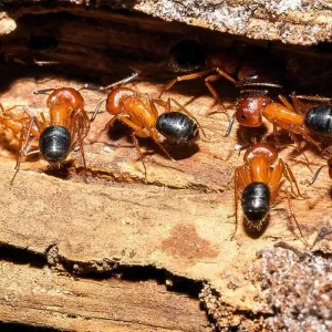 ليس البشر فقط..النمل أيضا يجري عمليات بتر أطراف منقذة للحياة