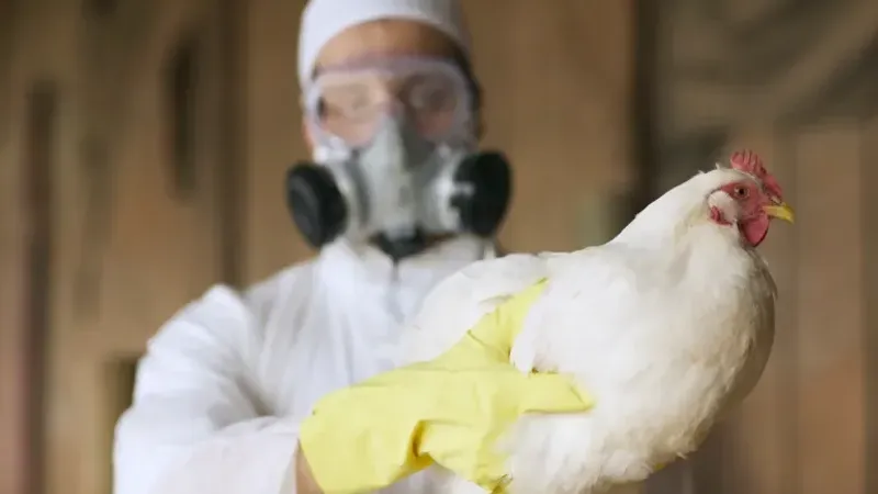 الولايات المتحدة ترصد حالة ثانية من إنفلونزا الطيور بين البشر