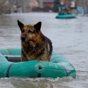 ملجأ يكتظ بأعداد كبيرة من الحيوانات بعد إنقاذها في فيضانات روسيا